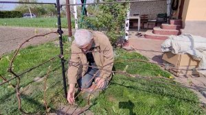 ВИНОГРАД - первая выломка побегов.