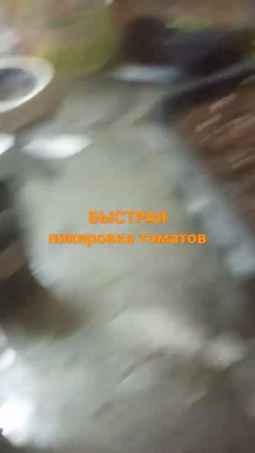 быстро и просто пикировать рассаду томата смотреть онлайн