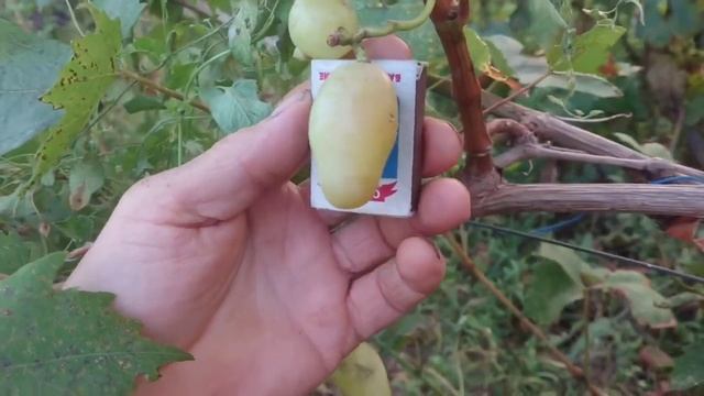 Виноград Бояр 🍇🍇🍇Калугина В.М. Видео от автора. Новинка 23 года. смотреть онлайн