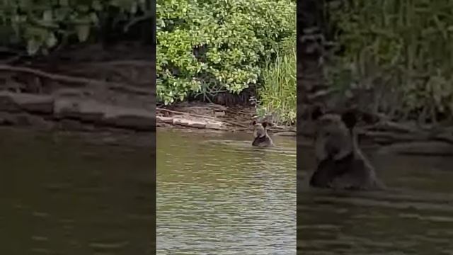 Рыбалка медведя смотреть онлайн