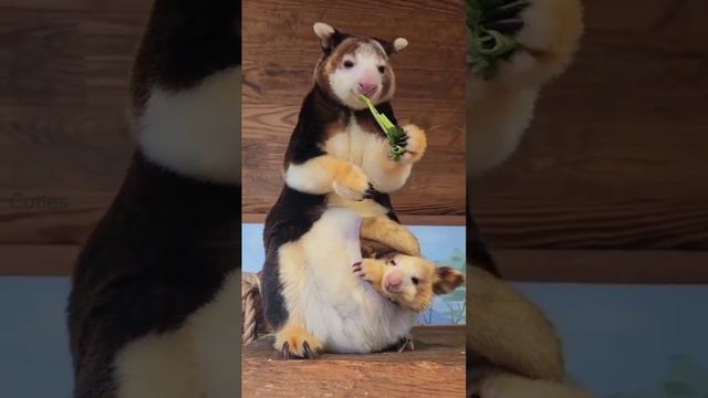 loving moment ♥️ koala and baby koala bear and kangaroo ♥️ смотреть онлайн