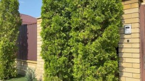 Туи. Коттеджный посёлок. Лето