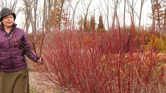 Decorating With Dogwood смотреть онлайн
