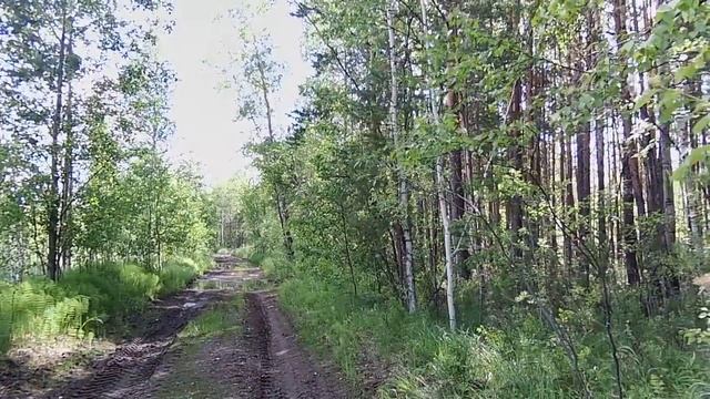 #Коп метала на УЖД,день рельс.Хозяева тайги прогнали нас (МЕДВЕДИ) Ели унесли ноги смотреть онлайн