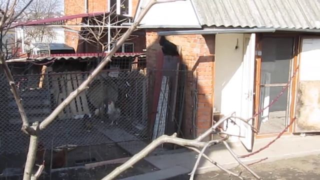 Побег из курятника / Chicken Run смотреть онлайн