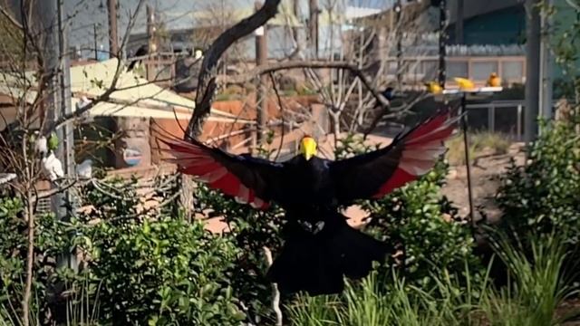 From the Brown to Blue and Beyond смотреть онлайн