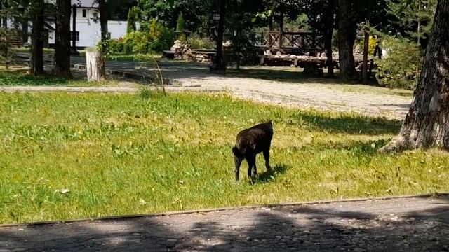 Утро, завтрак и четвероногие соседи. КЛУБ - ОТЕЛЬ ВЫСОКОЕ 2023 смотреть онлайн