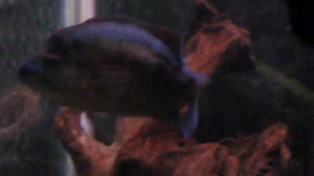 the kraken spawn смотреть онлайн