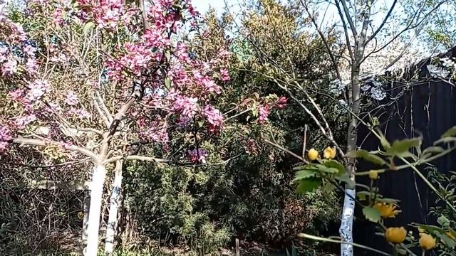 Путь к Освобождению, Свободе Выбора. Духовный Паспорт. Древо Жизни. Город Солнца. Держава Света.МНШУ