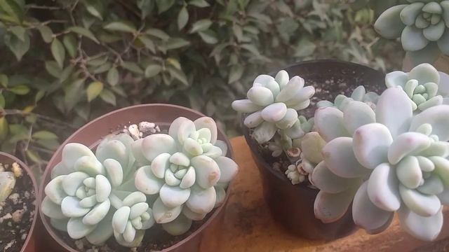 sedum clavatum/Echeveria glória propagação de suculenta 🌸🌷🌸🌷 смотреть онлайн