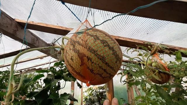 Що трапилося з кавуном у контейнері? смотреть онлайн