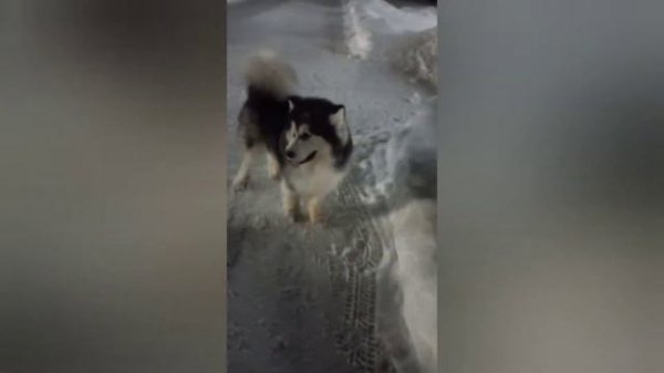 Экоусадьба Молодильно