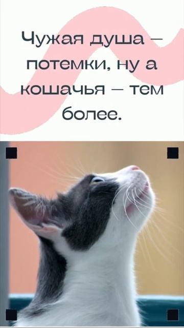 Что у кошки в душе? смотреть онлайн