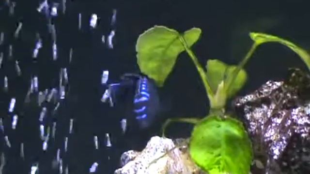 Pseudotropheus sp elongatus Neon Spot.flv смотреть онлайн