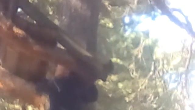 Выживание детей в лесу. Часть 1 смотреть онлайн