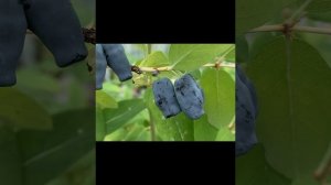 Жимолость Аврора.  Созрел поздний канадский сорт  29.05.24