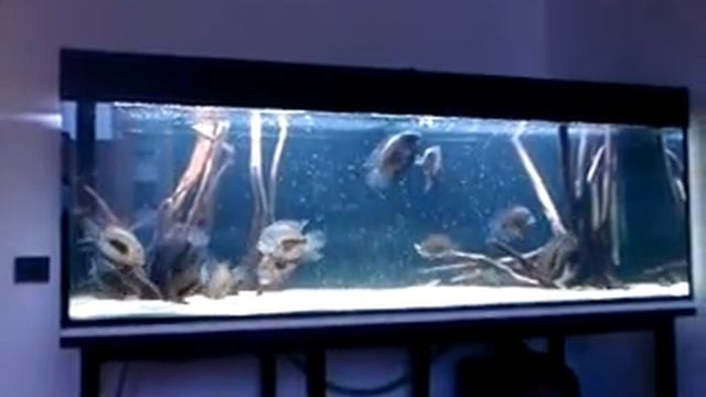 UARU  Feeding With Blood Worms