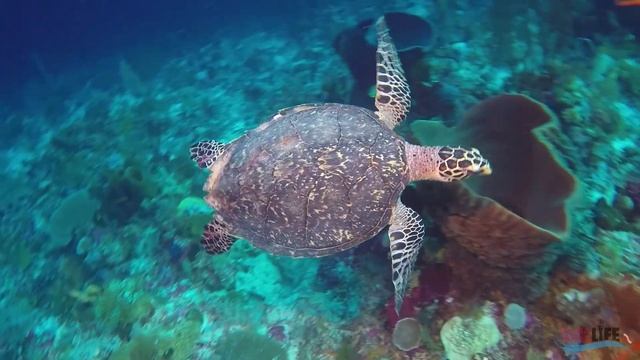 Scuba Diving Wakatobi Dive Resort Indonesia смотреть онлайн