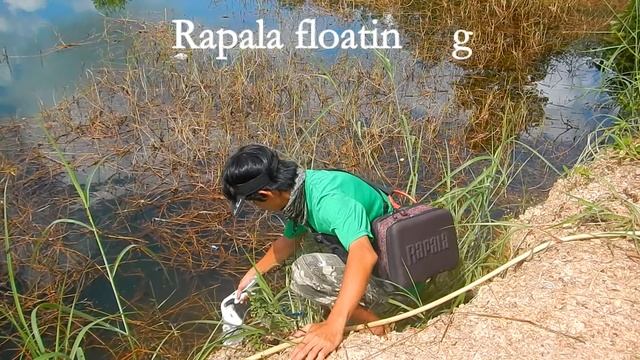 Clown featherback by rapala lure ปลากรายกับผลงานจากเหยื่อราพาล่า смотреть онлайн