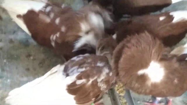 Украшение нашего двора смотреть онлайн