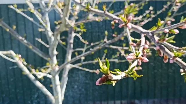 Нектарин из косточки , развитие на пятый год. смотреть онлайн