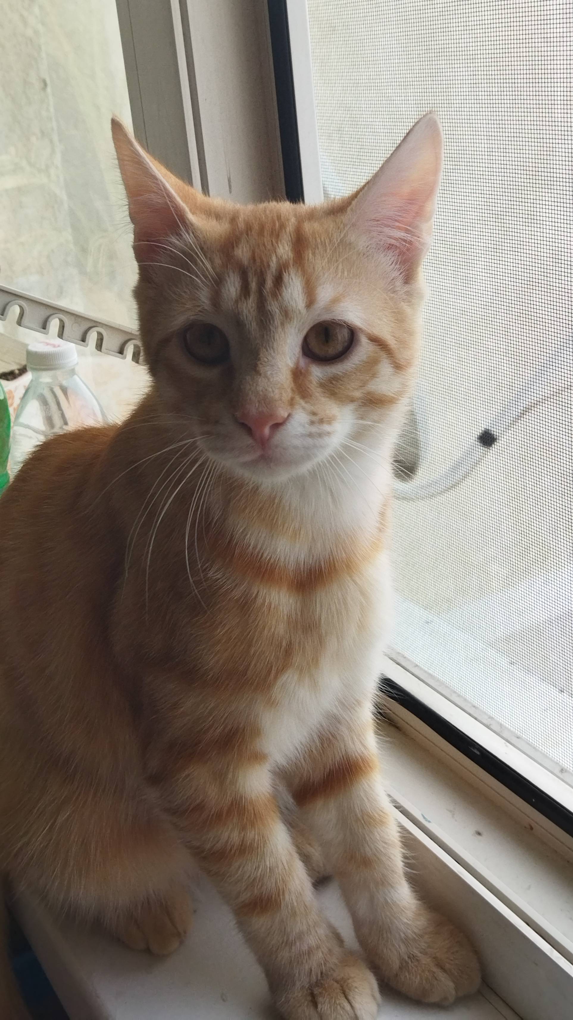 122. Смешные котики