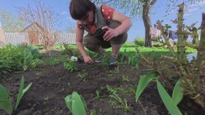 Занимаюсь оформлением грядок, посеяла траву. Дела Житейские в деревне