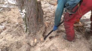 Пилим сосны, корчуем пни