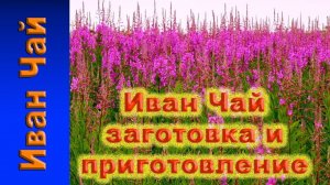 Иван Чай. Как приготовить Иван Чай в домашних условиях
