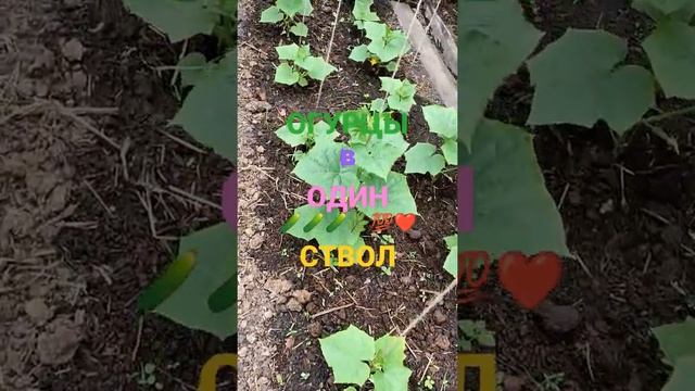 И БУДЕТ У ВАС ВОТ ТАКАЯ КРАСОТА ОГУРЦЫ КУРАЖ 🥒💯❤️...