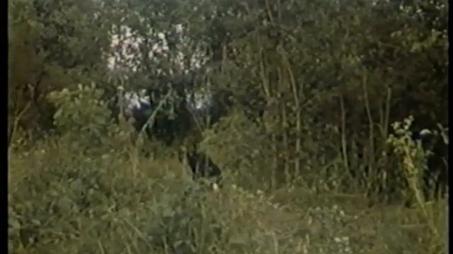 Косматые Робинзоны смотреть онлайн