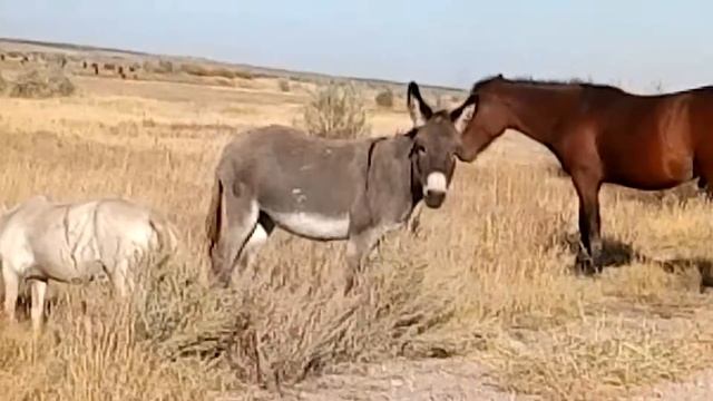Приятная встреча с Иа... смотреть онлайн
