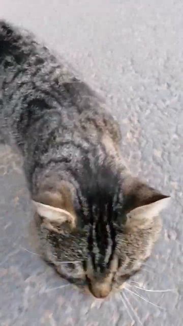 Бездомный котик, который живет рядом кафе 🤗 #cat #catshorts #catvideos #котики #бездомныеживотные смотреть онлайн