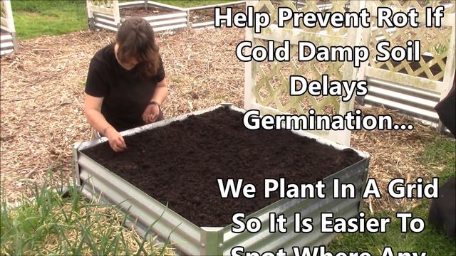 Growing Peas In Raised Beds And Containers | Secret Soil Mix смотреть онлайн