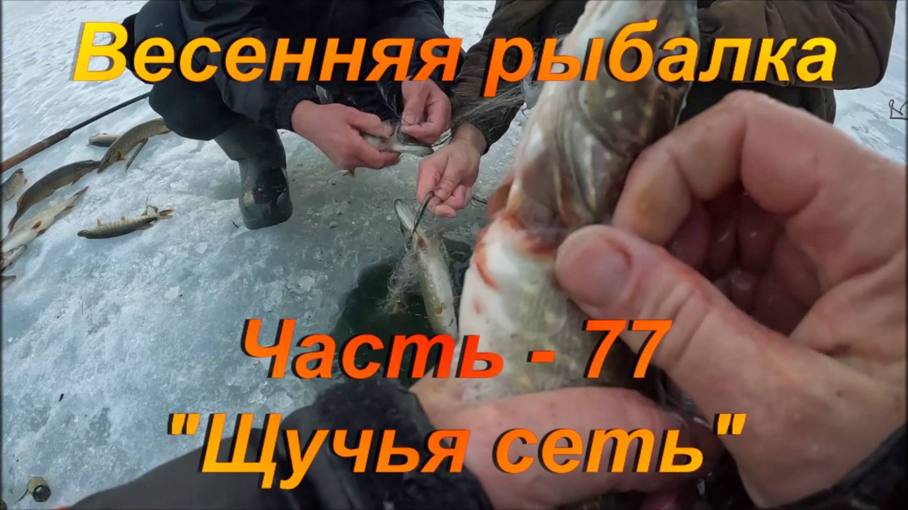 Весенняя рыбалка. Часть - 77. "Щучья сеть". смотреть онлайн