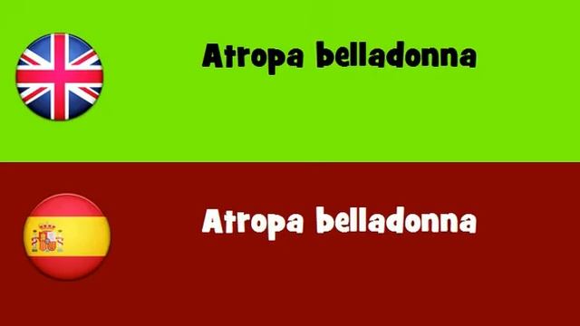 FROM ENGLISH TO SPANISH = Atropa belladonna смотреть онлайн