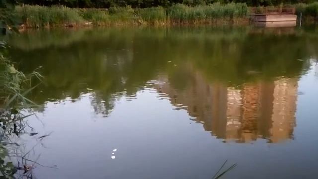 Рыбка плещется в воде смотреть онлайн