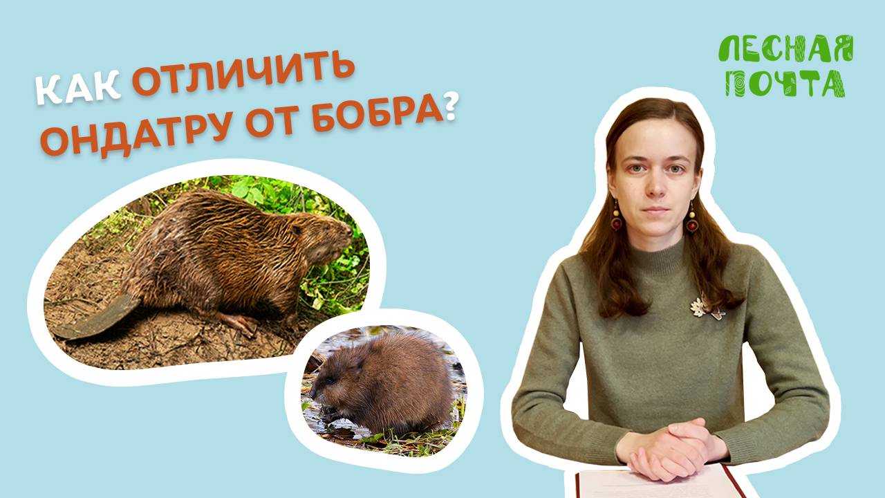 Как отличить ондатру от бобра? Лесная почта Лапландского заповедника смотреть онлайн