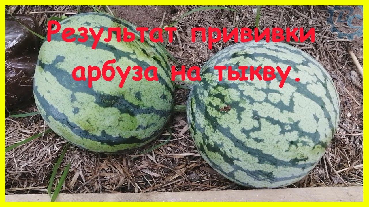 Результат прививки арбуза на тыкву лагенарию. Потерянное видео от осени 2019. смотреть онлайн