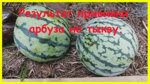 Результат прививки арбуза на тыкву лагенарию. Потерянное видео от осени 2019.