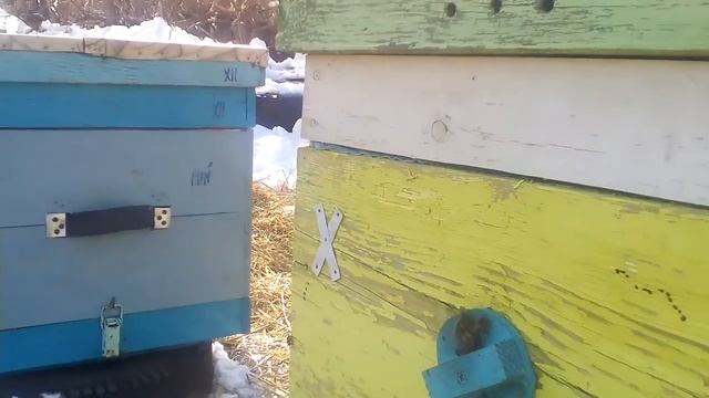 Раняя Выставка пчел