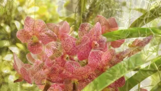 Friday'sFlowers1 смотреть онлайн