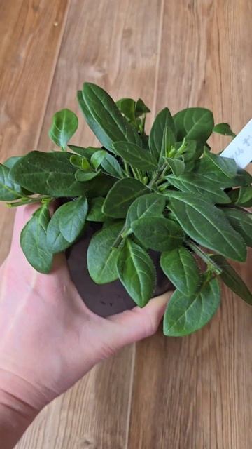 Формирование петуний #рассада #петунии #петуния #петунияизсемян смотреть онлайн