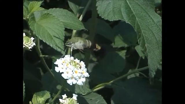 Cephonodes hylas смотреть онлайн