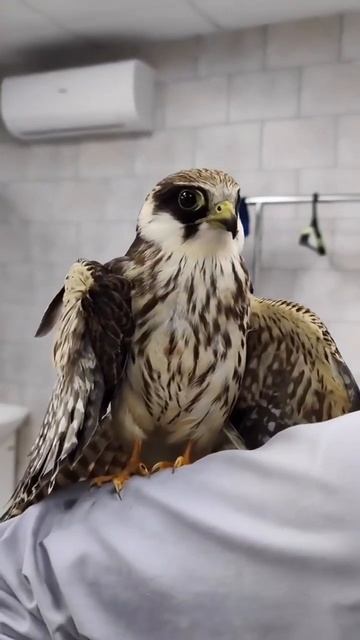 Я буду кутить! В нашей клинике принимаем всех экзотических домашних питомцев #волгоград #ветклиника смотреть онлайн