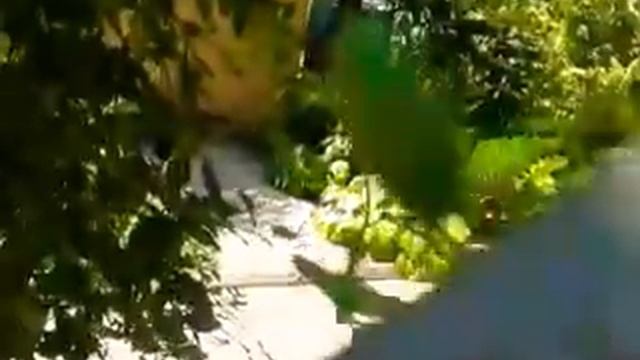 Хотела рассказать о Урзуфе, но встретилась с богомолом смотреть онлайн