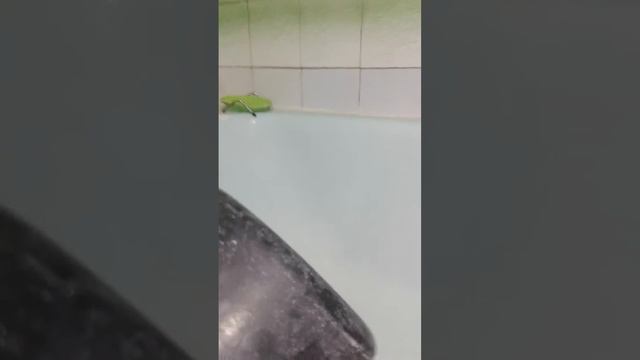 Пан Настя смотреть онлайн