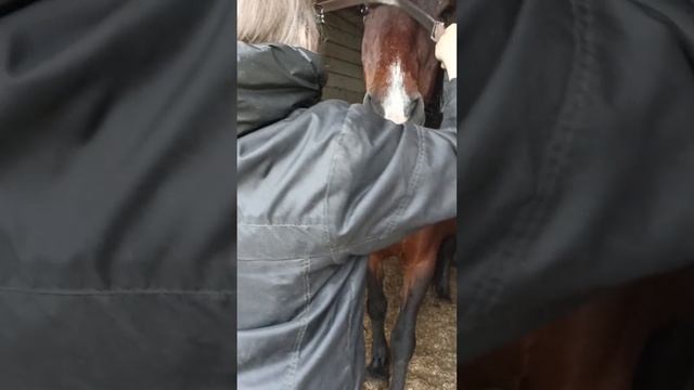 Отжимаю лошадей после дождя, с поцелуйками! 🐴💧🥰💯🙏 смотреть онлайн