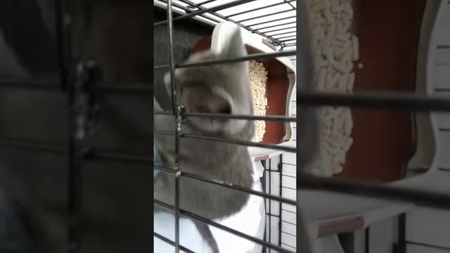 Маленькая кисуня ищет родной дом смотреть онлайн