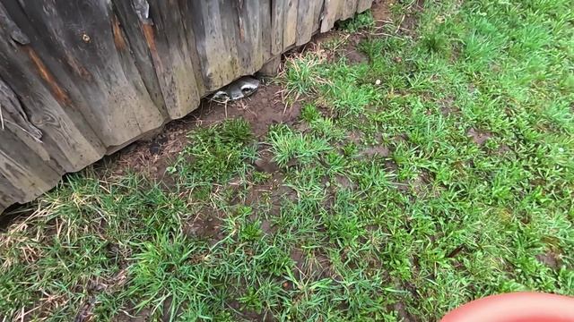 Пойдём на промыслы... Поймала их и уничтожила... смотреть онлайн